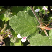 Erodium Pelargoniflorum (fam. Geraniacees) (Asie occ. et centrale) (08)